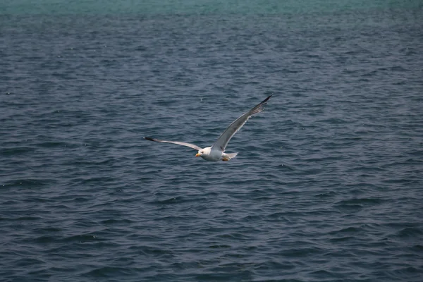 Gaviota volando sobre el mar —  Fotos de Stock