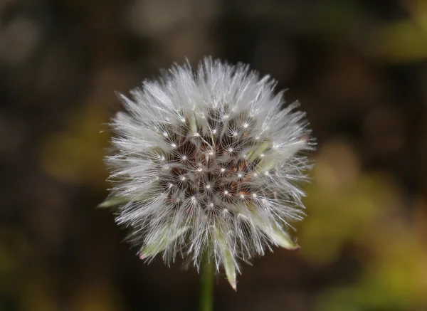 Gros plan de la fleur de pissenlit en apesanteur — Photo