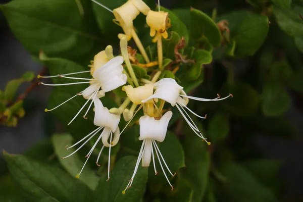 Primer plano de la flor blanca en hojas verdes —  Fotos de Stock