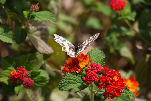 Mariposa marrón y blanca sobre flor roja — Foto de Stock