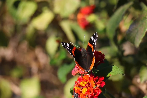 红色花上的黑色蝴蝶 — 图库照片