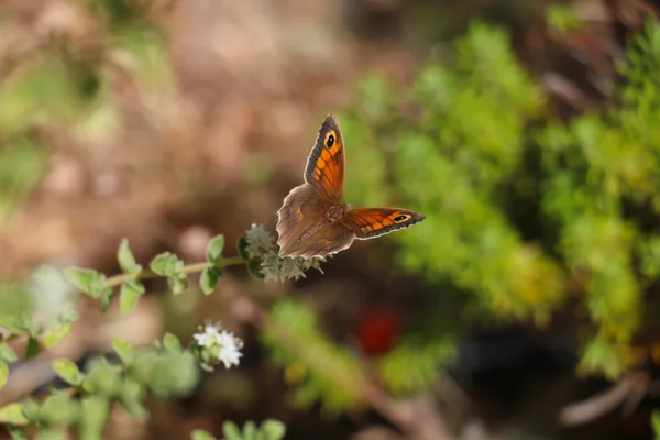 Mariposa con hermosas alas en flor — Foto de Stock