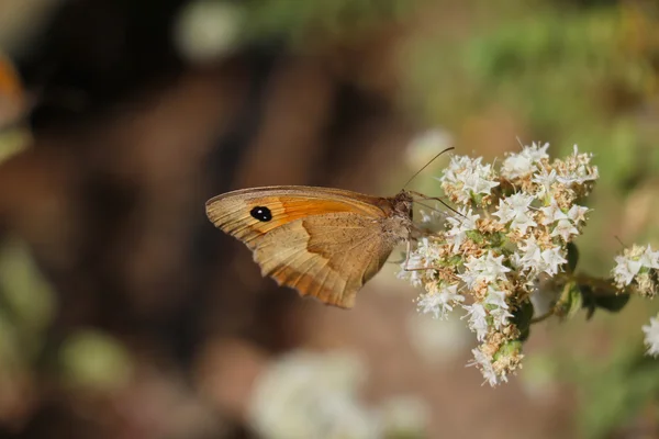 Vista lateral de mariposa marrón polinizando flor blanca — Foto de Stock