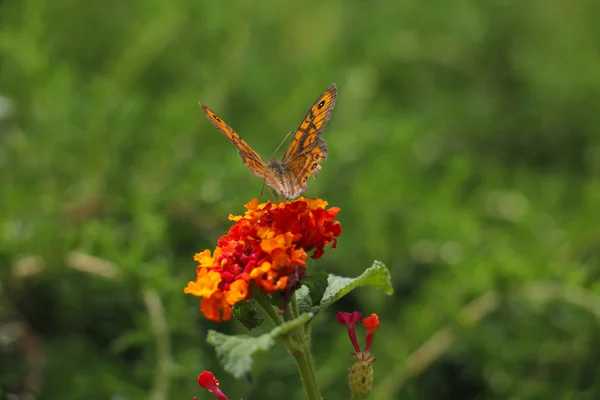 Mariposa naranja sobre flor roja y amarilla brillante —  Fotos de Stock