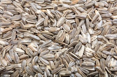 arka plan olarak ayçiçeği tohumu