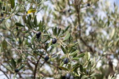 Zeytin dalı, barış sembolü, siyah olgun zeytin arkaplanı, bulanık mavi gökyüzü arkaplanı. Sağlıklı yaşam tarzı kavramı. 