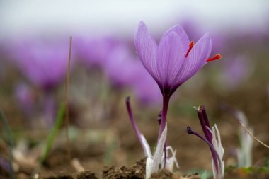 Tarlada safran çiçekleri. Crocus sativus, yaygın olarak safran kruvazörü olarak bilinir, yere narin mor yapraklar ekilir, yakın çekim görüntüsü vardır.