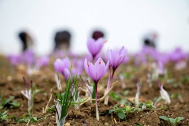 Tarlada safran çiçekleri. Crocus sativus, yaygın olarak safran kruvazörü olarak bilinir, yere narin mor yapraklar serpiştirilmiş, yakın görüş.