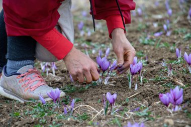 Tarlada safran çiçeği koleksiyonu. Crocus sativus hasat eller, yaygın olarak safran crocus olarak bilinen, yerden narin menekşe yaprakları, yakın görüş