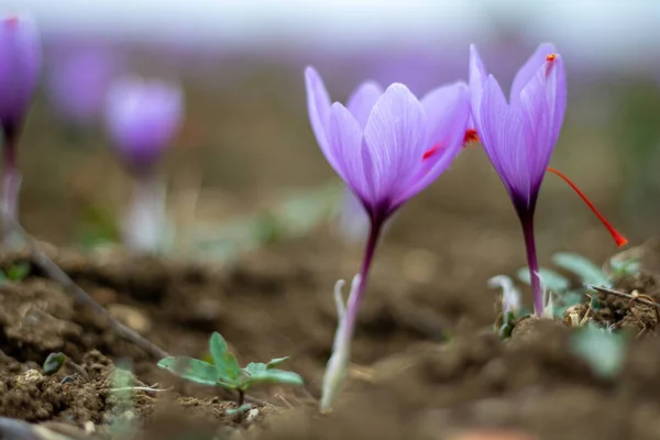 Kwiaty Szafranu Polu Crocus Sativus Powszechnie Znany Jako Krokus Szafranowy — Zdjęcie stockowe