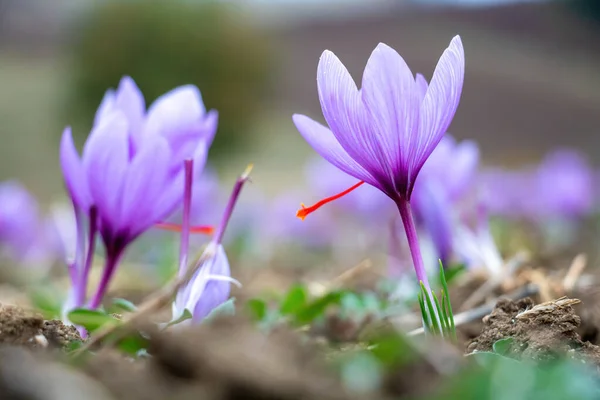 Kwiaty Szafranu Polu Crocus Sativus Powszechnie Znany Jako Krokus Szafranowy — Zdjęcie stockowe