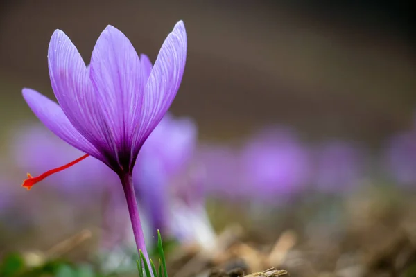 Saffron flowers in the field. Crocus sativus, commonly known as saffron crocus, delicate violet petals plant on ground, closeup view