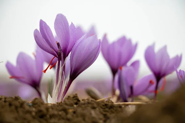 Šafránové Květy Poli Crocus Sativus Běžně Známý Jako Šafrán Krokus — Stock fotografie