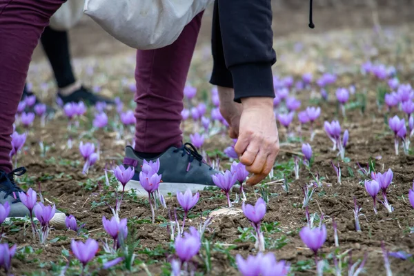 Saffron flowers collection in the field. Hands harvesting crocus sativus, commonly known as saffron crocus, delicate violet petals plant from the ground, closeup view