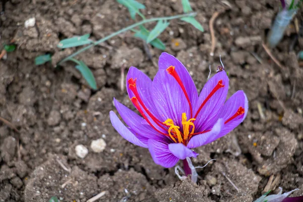 Saffron flower in the field. Crocus sativus, commonly known as saffron crocus blossom with morning dew, delicate violet petals plant on ground, closeup view