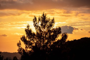 Gün batımı, gün doğumu ağaç yaprakları arasında renkli bir gökyüzü. Çam ağacı siyah silueti turuncu renkli gökyüzüne ve günbatımına karşı, orman manzarası