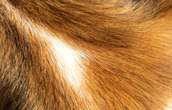 Animal fur closeup view. Border Collie dogs natural hair red and white color background, texture.