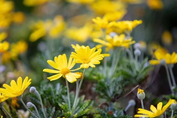 Μαργαρίτες Άγρια Λουλούδια Κίτρινο Χρώμα Τομέα Closeup View Πλήρες Φόντο — Φωτογραφία Αρχείου