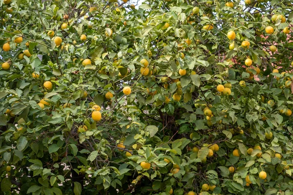 Лимонне Дерево Стиглі Жовті Кольорові Лимони Свіже Зелене Листя Фон — стокове фото