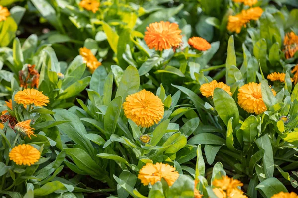 Marigold Kvetoucí Květinové Pozadí Pomerančově Žluté Květy Kalendář Bylina Přírodní — Stock fotografie