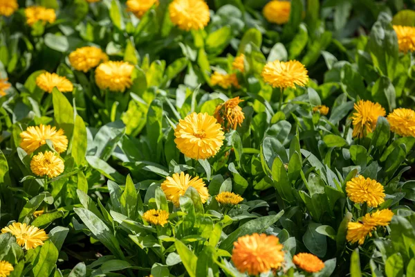 Marigold Kvetoucí Květinové Pozadí Pomerančově Žluté Květy Kalendář Bylina Přírodní — Stock fotografie