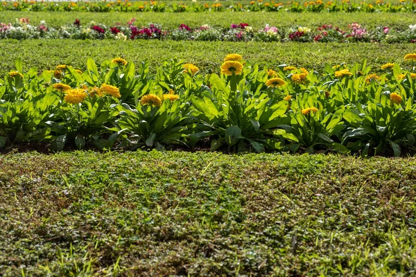 Botanical, botanic garden. Close up view of blooming flowers collection background. Public park with variety of colorful, cultivated, seasonal or evergreen plants.