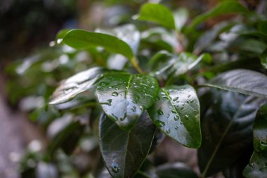 Yaprakların üzerindeki yağmur damlaları manzarayı kapatır. Yeşil taze yapraklar sabah şeffaf çiy damlalarıyla büyürler. Arka plan için bitki üzerinde su kabarcıkları. Görüntü arkaplanı.