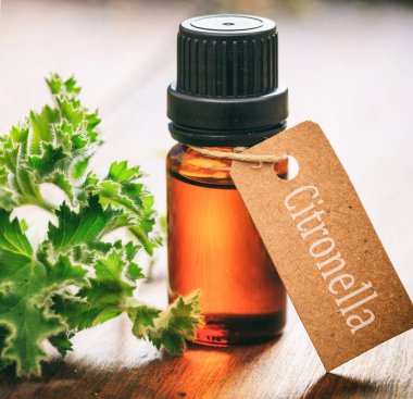 Taze sitronella yaprakları ve ahşap arka planda gerekli yağ yakın plan görüntüsü. Pelargonium citrosum ya da sardunya bitkisi doğal böcek savar..