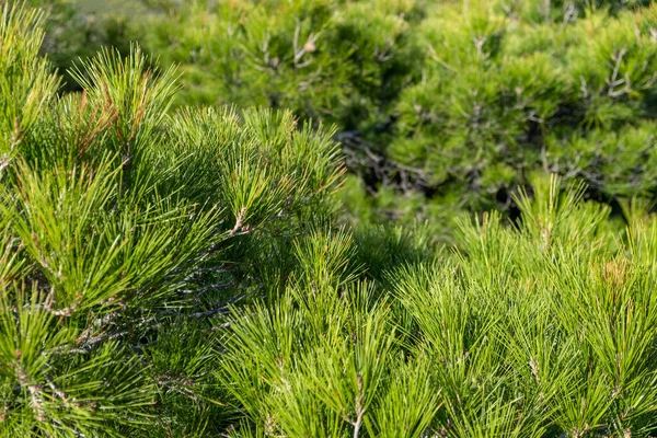 Tall Träd Lövverk Bakgrund Medelhavet Flora Evergreen Tall Barr Ljus — Stockfoto