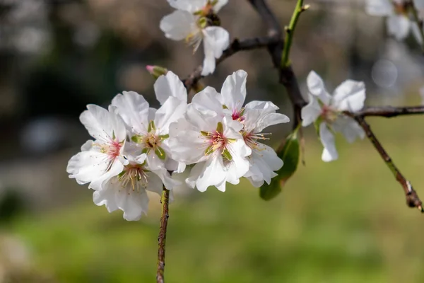 Spring Blossoms Almond Tree Blooming Closeup White Pink Buds Flowers — Stock Photo, Image