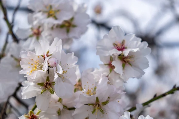 Spring Blossoms Almond Tree Blooming Background White Pink Buds Flowers — Stock Photo, Image