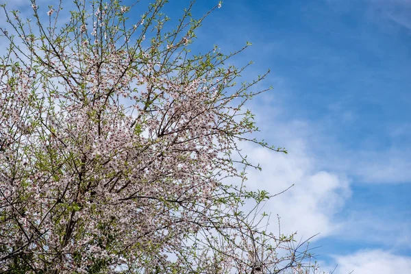 Wiosna Kwitnie Migdałowe Lub Wiśniowe Drzewo Kwitnące Pochmurnym Tle Błękitnego — Zdjęcie stockowe