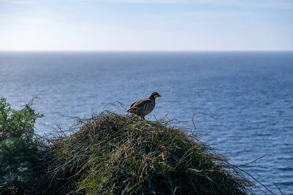 Rapphöna Naturen Vild Rödbent Rapphöna Naturlig Miljö Game Fågel Buske — Stockfoto