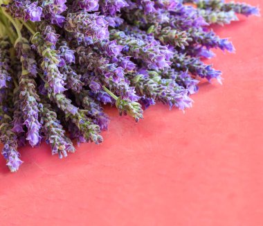 Lavanta çiçekleri kırmızı arka planda toplanır. Lavandula, alternatif tıp, homeopatik, aromatik yemyeşil bitki, aromaterapi, spa, rahatlama. Boşluğu kopyala, kart şablonu