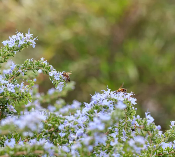 迷迭香 Rosmarinus Officinalis 蜜蜂授粉关闭 蜜蜂为常绿芳香植物授粉 野生昆虫采集花粉生产蜂蜜 — 图库照片