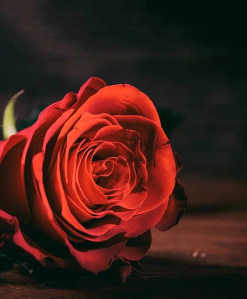 Romance concept. Red rose on wood, dark background. Fresh love symbol flower on on wooden desk. Memory, expectation, surprise, gift for valentine day.