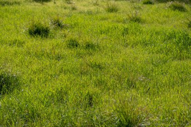 Çimen yeşili arka plan, doku. Soyut, boş doğa ortamı, çayırlık, parktaki yemyeşil alan. Çiçekli, açık, duvar kâğıtlı, fotokopi odalı taze doğal çayır manzarasını kapat.