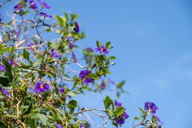 Lycianthes Rantonnetii, Blue Patates Bush, Paraguay İtüzümü çiçek açan bitki arka planı. Zehirli, zehirli, parlak mavi mor çiçekli, sarı gözlü çalılar. Boşluğu kopyala.