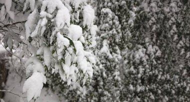 Yeşil yapraklı ağaçlar ve dallar. Bitkilerin arka planında, dokusunda yoğun beyaz kar olan ormanda kış günü. Kar yığınları, kar taneleri, bulanık doğa arka planı.