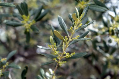 Zeytin dalı, taze tomurcuklar, bahar zamanı. Yeşil yabani bitki, Akdeniz bitkisi, sağlıklı yiyecek, barış sembolü, dal manzarası, güneşli gün, 