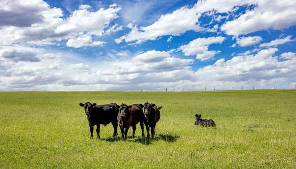 Zwarte Angus Rammelt Het Platteland Koeien Grazen Een Weiland Groen — Stockfoto