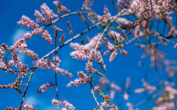 Tamarisk Růžové Květy Kvetoucí Rostou Slané Půdě Slunečný Den Pozadí — Stock fotografie