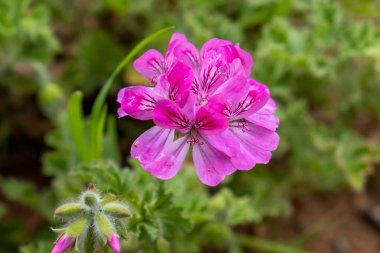 Citronella geranium, Pembe çiçek açan Pelargonium citrosum, doğa arka planında sivrisinek kovucu bitki. Taze sağlıklı çiçekli aromatik bahar bitkisi, tıbbi ve alternatif terapi..