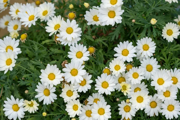 Fresh Daisies Flowers Bellis Perennis White Marguerites Yellow Centers Field — Stock Photo, Image