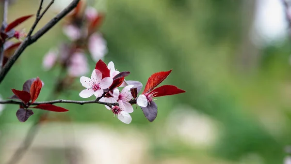 Třešňová Větev Rozmazaném Přírodně Zeleném Pozadí Růžové Květy Fialové Listy — Stock fotografie