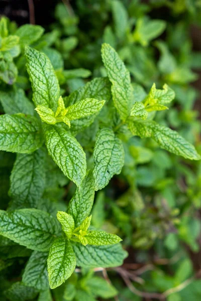 Fresh mint plant, spearmint field background. Springtime herb flora concept. Aromatic herbaceous, green leaves, healthy, medicine, food.