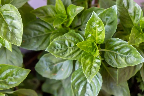 Green Herb Plants Concept Fresh Sweet Great Basil Broadleaf Ocimum — Stock Photo, Image