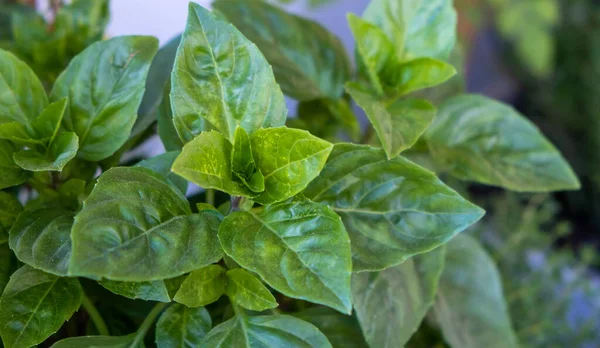 Concept Culinaire Épices Fraîches Basilic Feuillu Vert Ocimum Basilicum Background — Photo