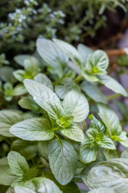 Taze nane özellikleri konsepti. Mentha aromatik yeşil organik bitki sağlıklı uzun ömürlü bitkiler. Mutfak yemeği bitkisel çay masajı gerekli yağ parfümleri kozmetik homeopatik spa. Dikey yakın plan