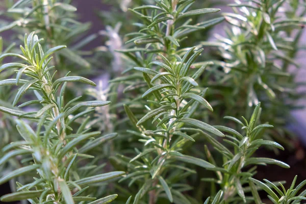 Rosemary Friss Bokor Háttér Salvia Rosmarinus Aromás Növény Egészséges Gyógynövény — Stock Fotó